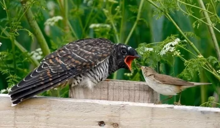 Su that dang long ve loai “quy chim” tan doc nhat Viet Nam-Hinh-3