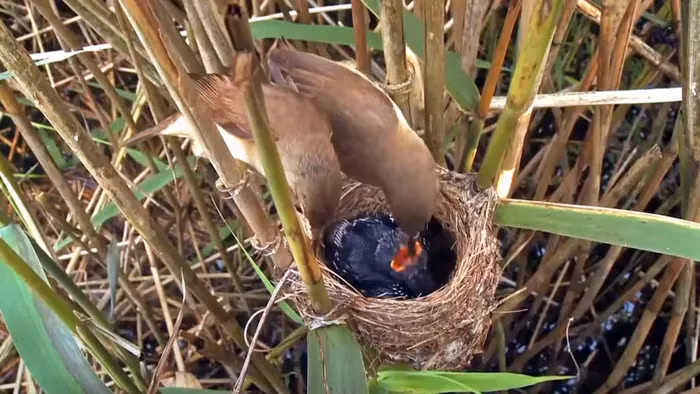 Su that dang long ve loai “quy chim” tan doc nhat Viet Nam-Hinh-4