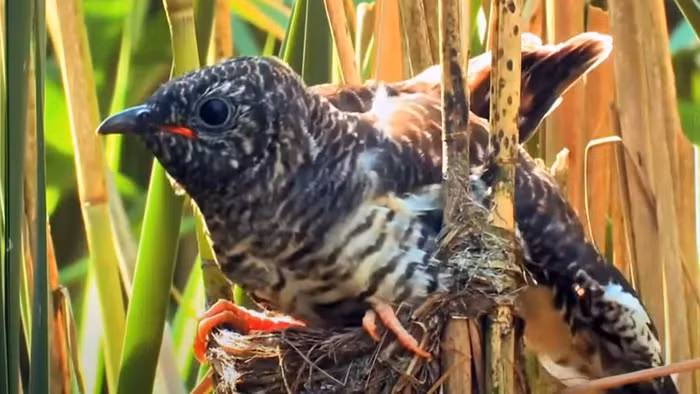 Su that dang long ve loai “quy chim” tan doc nhat Viet Nam-Hinh-7