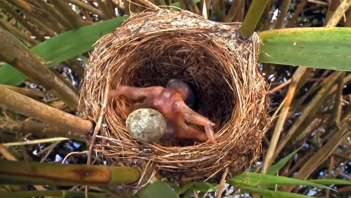 Su that dang long ve loai “quy chim” tan doc nhat Viet Nam-Hinh-6