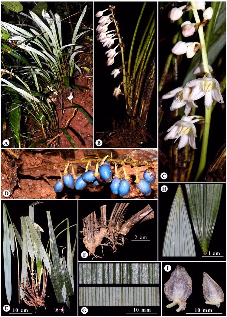 Tan muc 83 loai thuc vat cuc quy moi phat hien tai Viet Nam-Hinh-6