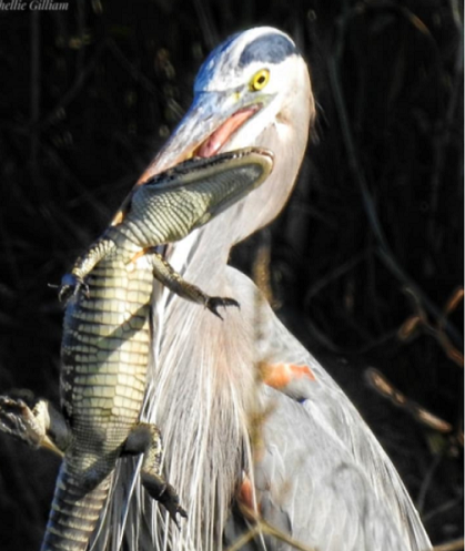 Ba loai chim nghien san thit ca sau: So 2 la hau due khung long!-Hinh-2