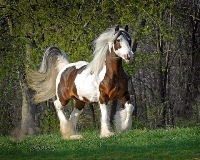 Me man loai vat so huu bo long ky la nhat the gioi-Hinh-6