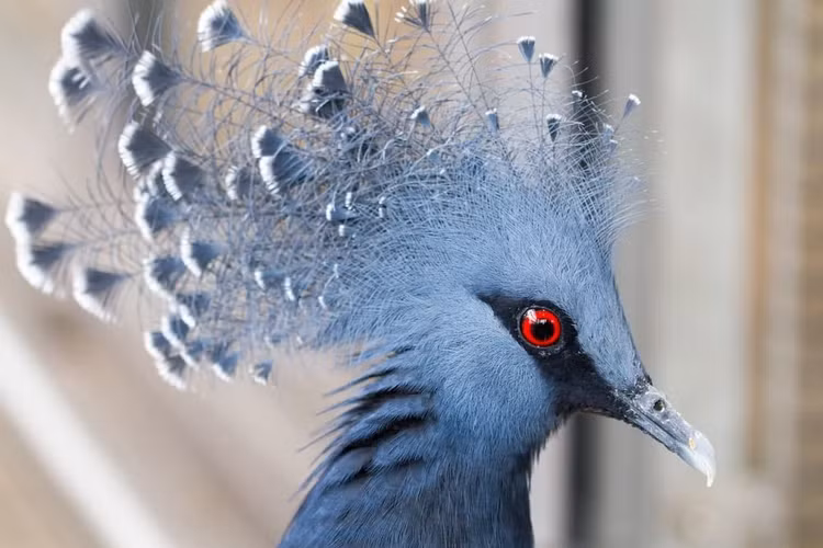 Me man loai vat so huu bo long ky la nhat the gioi-Hinh-7