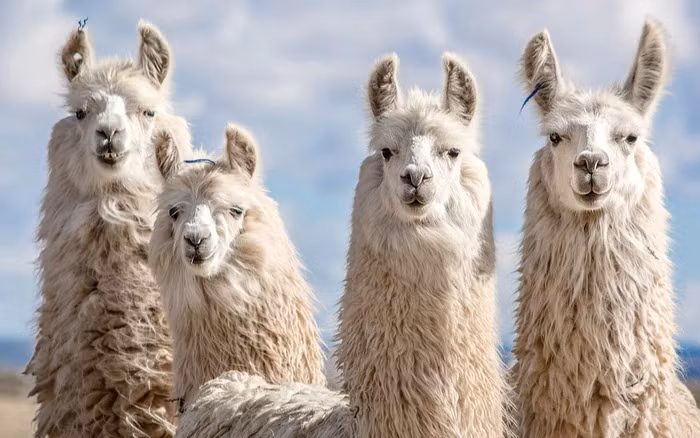 Me man loai vat so huu bo long ky la nhat the gioi-Hinh-10