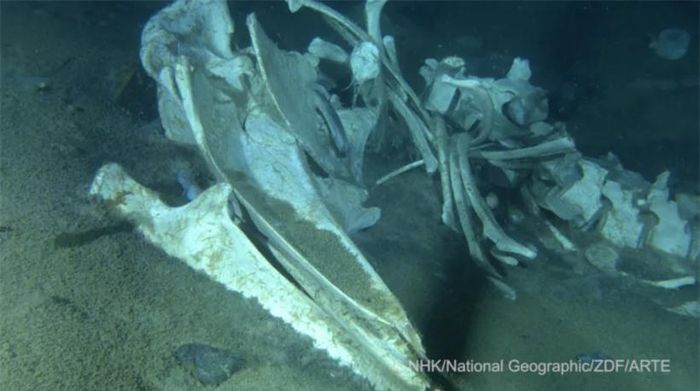 Kham pha dai duong Nam Cuc, ca nghia dia ca voi bat ngo lo ra-Hinh-2