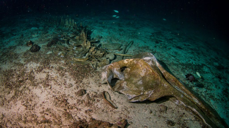 Kham pha dai duong Nam Cuc, ca nghia dia ca voi bat ngo lo ra-Hinh-4