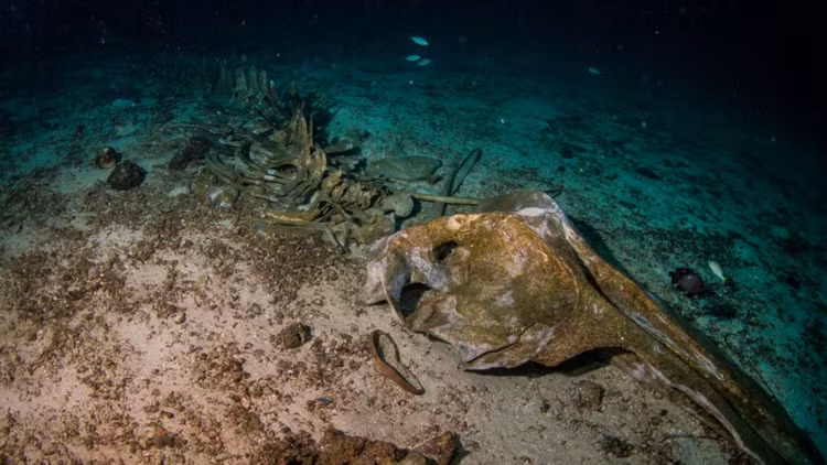 Kham pha dai duong Nam Cuc, ca nghia dia ca voi bat ngo lo ra-Hinh-4