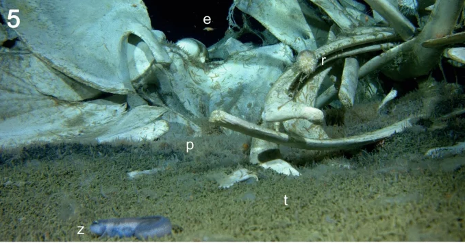 Kham pha dai duong Nam Cuc, ca nghia dia ca voi bat ngo lo ra-Hinh-6