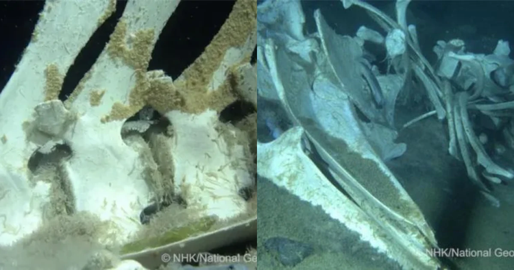 Kham pha dai duong Nam Cuc, ca nghia dia ca voi bat ngo lo ra-Hinh-11