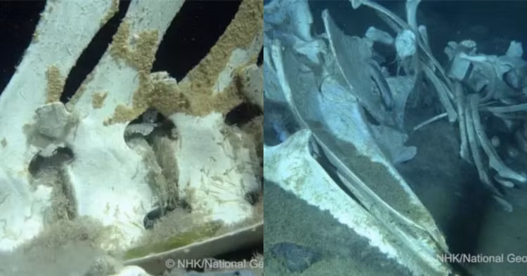 Kham pha dai duong Nam Cuc, ca nghia dia ca voi bat ngo lo ra-Hinh-11