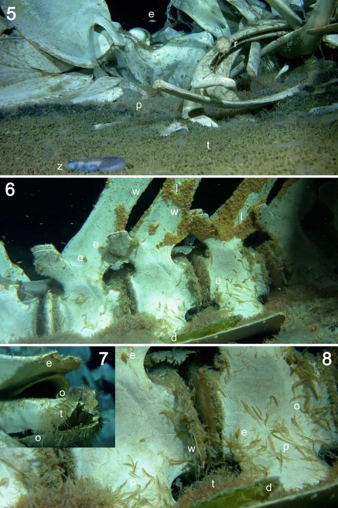 Kham pha dai duong Nam Cuc, ca nghia dia ca voi bat ngo lo ra-Hinh-10