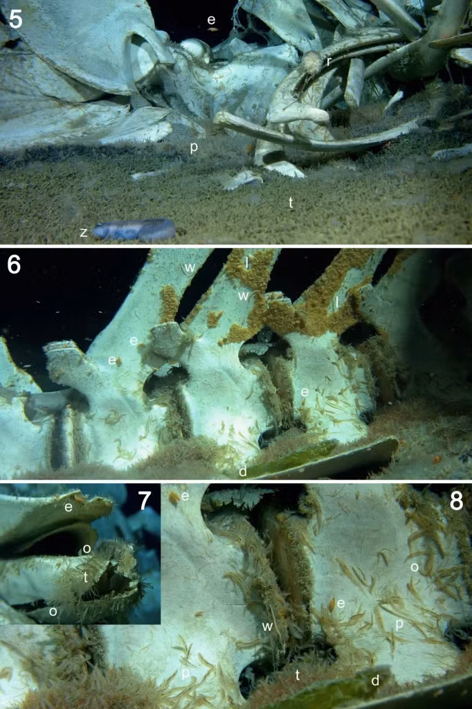 Kham pha dai duong Nam Cuc, ca nghia dia ca voi bat ngo lo ra-Hinh-10