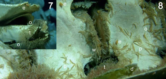 Kham pha dai duong Nam Cuc, ca nghia dia ca voi bat ngo lo ra-Hinh-8