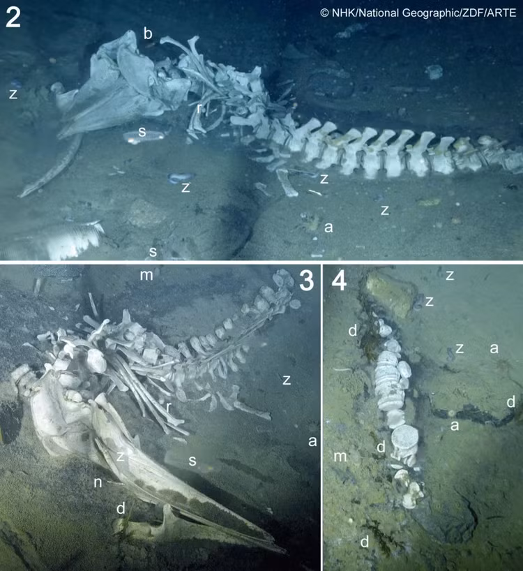 Kham pha dai duong Nam Cuc, ca nghia dia ca voi bat ngo lo ra-Hinh-9