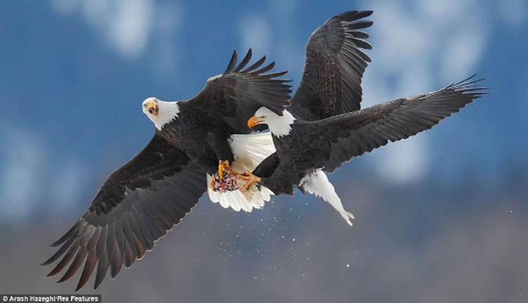 Top dong vat co luc can manh nhat hanh tinh: So 10 gay soc!-Hinh-5