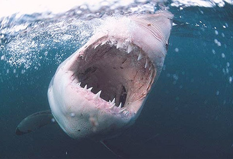 Top dong vat co luc can manh nhat hanh tinh: So 10 gay soc!-Hinh-4