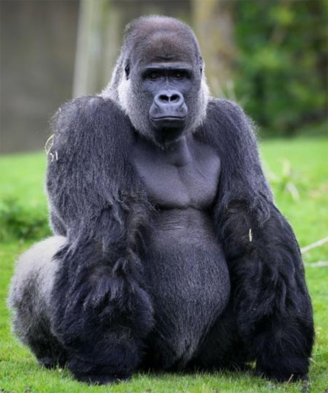 Top dong vat co luc can manh nhat hanh tinh: So 10 gay soc!-Hinh-6