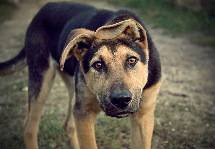 Top dong vat co luc can manh nhat hanh tinh: So 10 gay soc!-Hinh-3