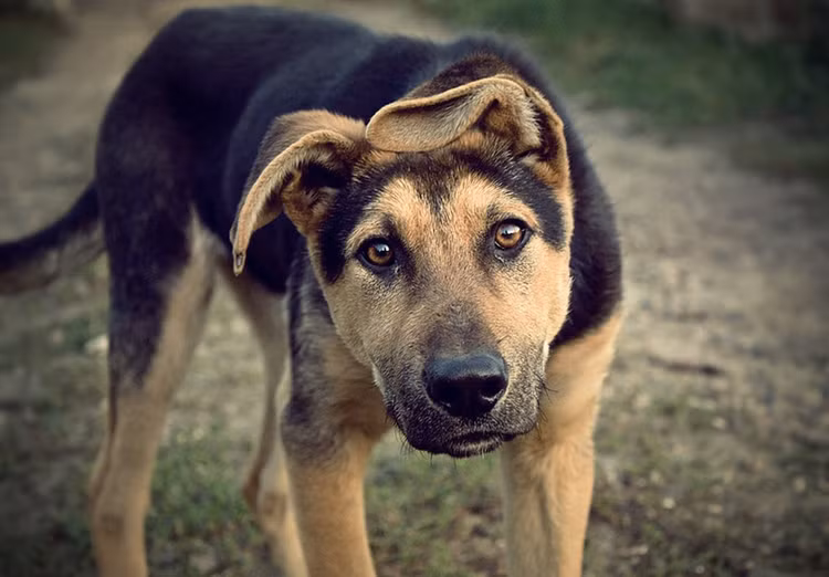 Top dong vat co luc can manh nhat hanh tinh: So 10 gay soc!-Hinh-3