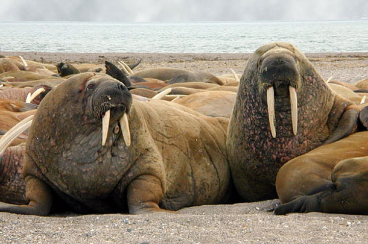 Top dong vat co luc can manh nhat hanh tinh: So 10 gay soc!-Hinh-7