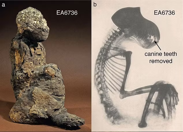 Phat hien xac uop khong phai con nguoi, lo su that vung dat huyen thoai-Hinh-3