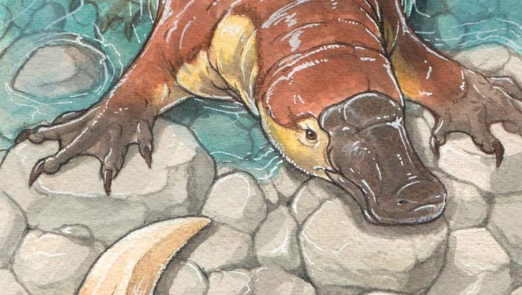 Phat hien hoa thach “to tien” thu mo vit: Sach giao khoa phai viet lai?-Hinh-2