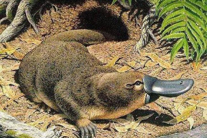 Phat hien hoa thach “to tien” thu mo vit: Sach giao khoa phai viet lai?-Hinh-11