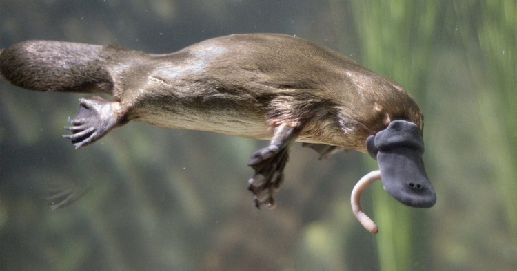 Phat hien hoa thach “to tien” thu mo vit: Sach giao khoa phai viet lai?-Hinh-9