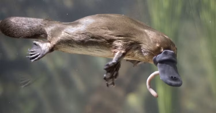 Phat hien hoa thach “to tien” thu mo vit: Sach giao khoa phai viet lai?-Hinh-9