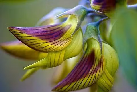 Me man loai hoa ky dieu, canh hoa giong het chim dang bay-Hinh-3