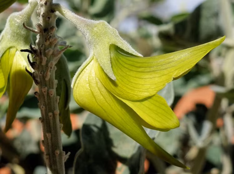 Me man loai hoa ky dieu, canh hoa giong het chim dang bay