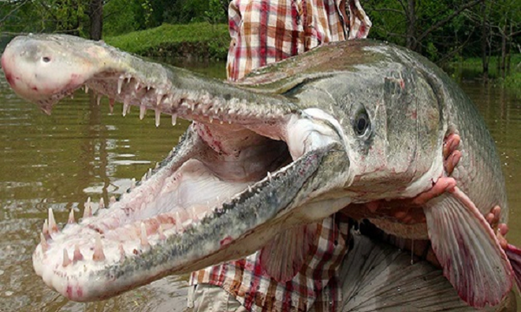 Xon xao 'quai ngu' xuat hien o ho nhan tao-Hinh-3