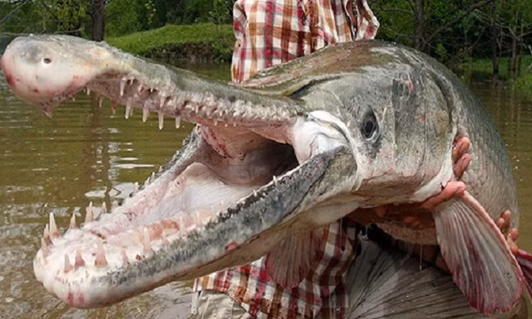 Xon xao 'quai ngu' xuat hien o ho nhan tao-Hinh-3