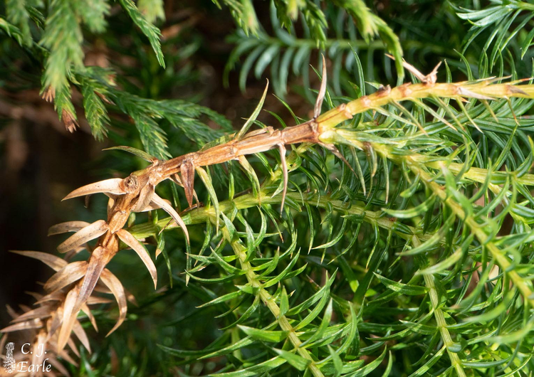 Loai go quy chi 2 nuoc so huu, Viet Nam co toi... 1.000 cay-Hinh-7