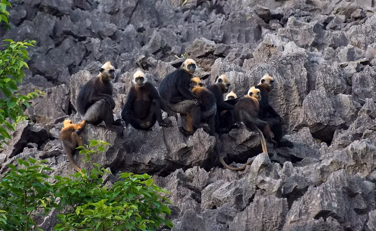 Loai vooc hiem nhat the gioi, chi con 90 ca the o Viet Nam-Hinh-6