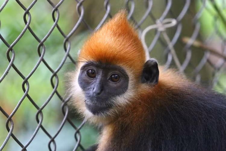 Loai vooc hiem nhat the gioi, chi con 90 ca the o Viet Nam-Hinh-8