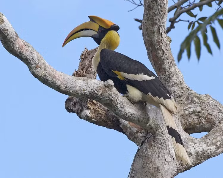 Chim hong hoang xuat hien o Bien Hoa hiem co nao?-Hinh-7