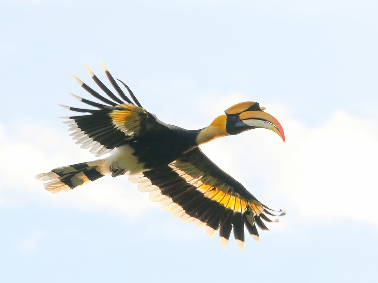 Chim hong hoang xuat hien o Bien Hoa hiem co nao?-Hinh-5