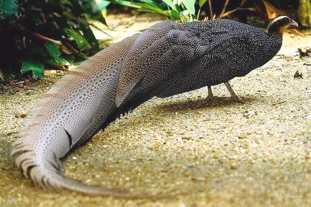 Loai chim quy bau vat cua Truong Son, the gioi chi 2 noi co-Hinh-4