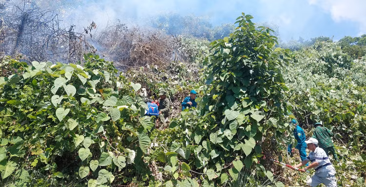 Chay rung Hai Van, huy dong 150 nguoi dap lua: Thiet hai the nao?-Hinh-3