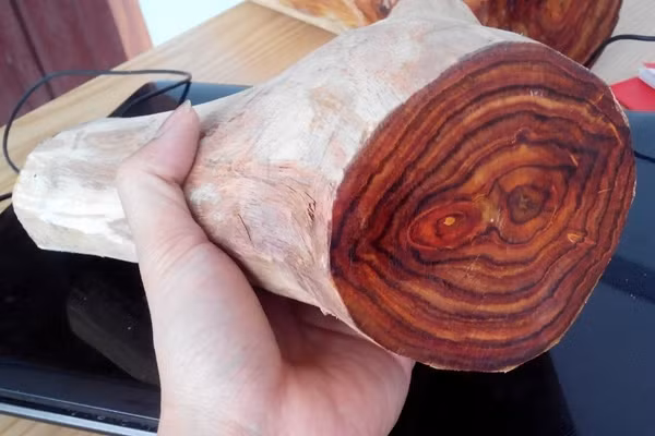 Don mo to thay khuc go la, chuyen gia ho lon: “Phat tai to!”-Hinh-10