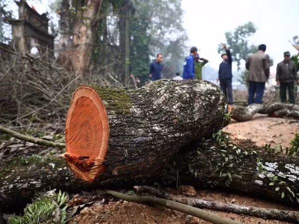 Don mo to thay khuc go la, chuyen gia ho lon: “Phat tai to!”-Hinh-12