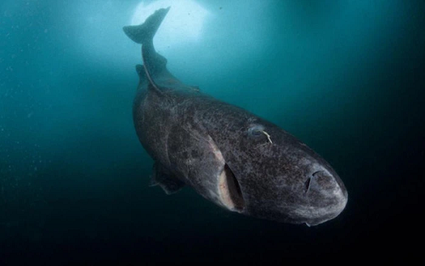 Kinh ngac “quai vat dai duong khong tuoi” song qua 1/2 thien nien ky-Hinh-8