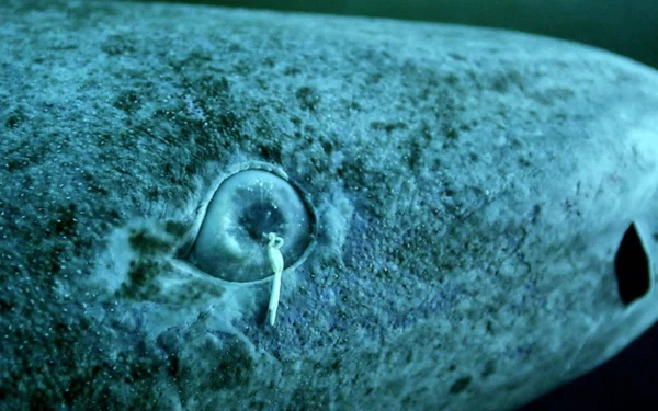 Kinh ngac “quai vat dai duong khong tuoi” song qua 1/2 thien nien ky-Hinh-10