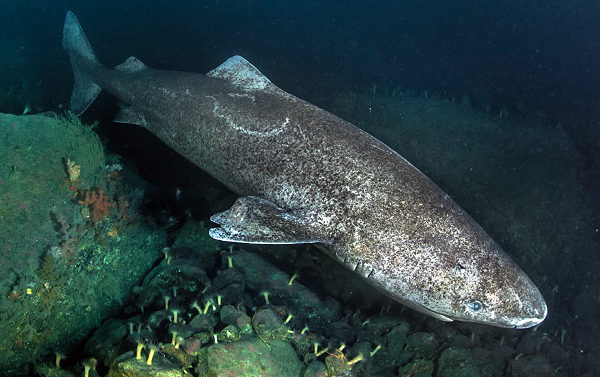 Kinh ngac “quai vat dai duong khong tuoi” song qua 1/2 thien nien ky-Hinh-9