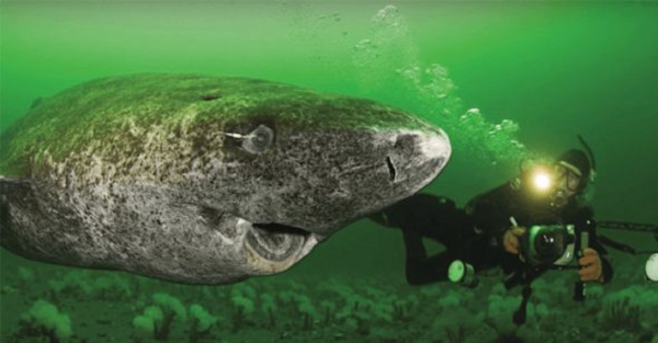 Kinh ngac “quai vat dai duong khong tuoi” song qua 1/2 thien nien ky