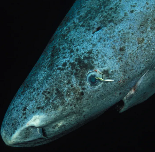 Kinh ngac “quai vat dai duong khong tuoi” song qua 1/2 thien nien ky-Hinh-11