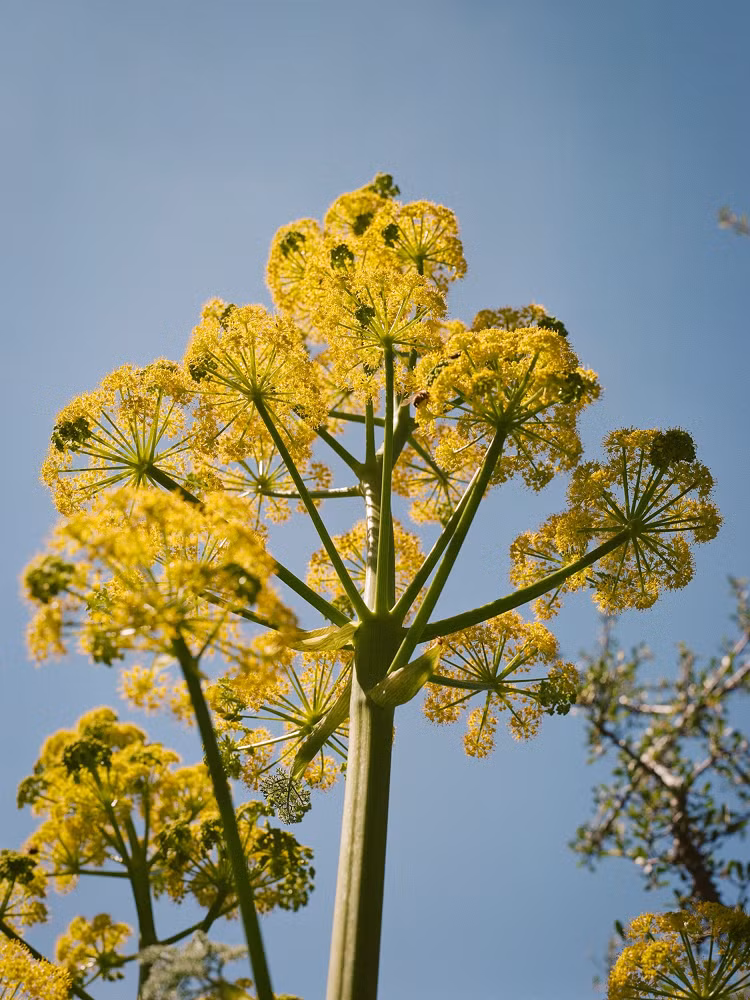 Loai thuc vat co xua tuyet chung 2.000 nam bat ngo 'tai xuat'-Hinh-2