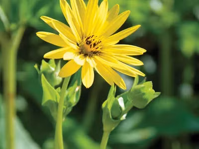 Loai thuc vat co xua tuyet chung 2.000 nam bat ngo 'tai xuat'-Hinh-3